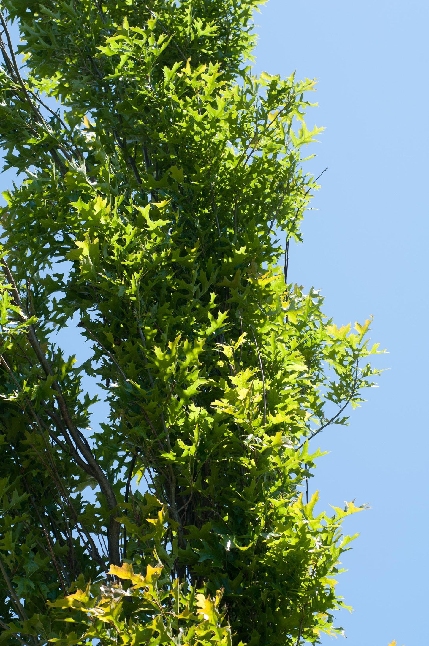 Quercus Palustris Green Pillar - View 16 from www redcrocus com