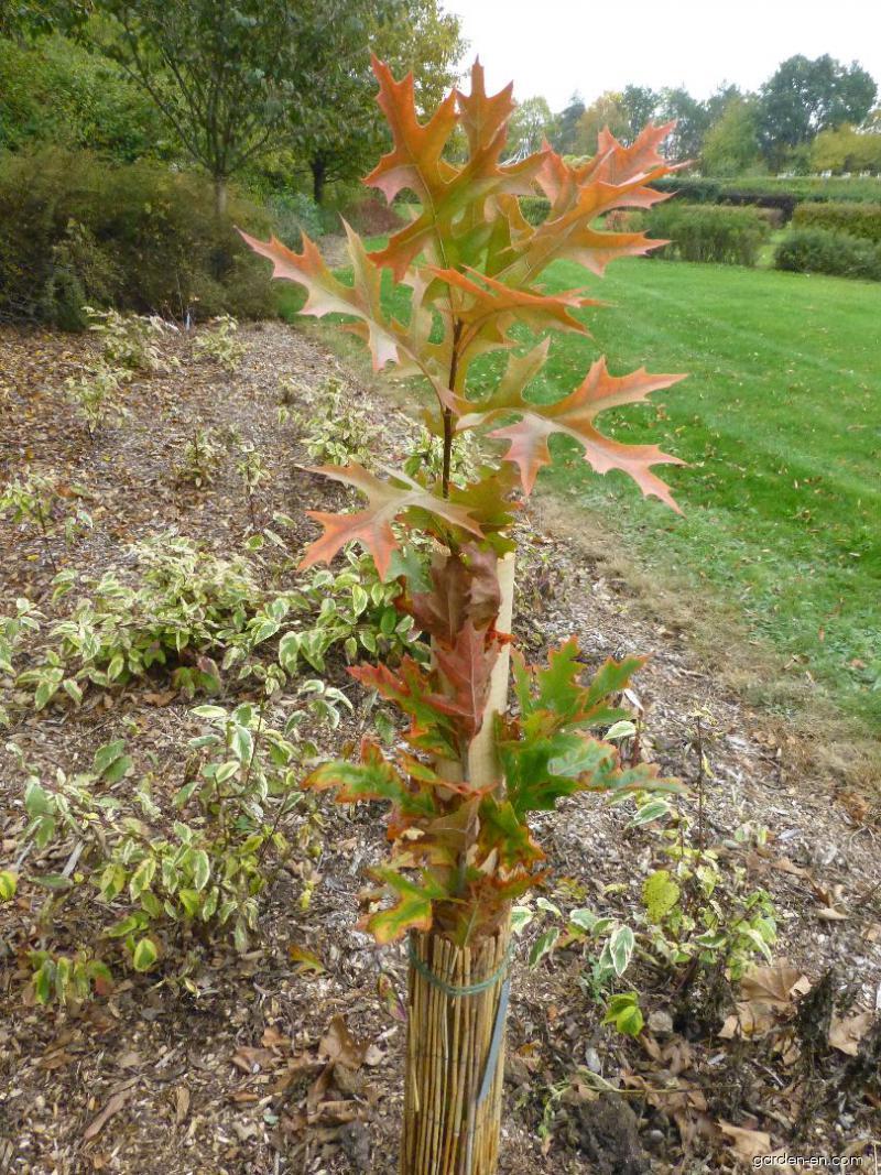 Quercus Palustris Green Pillar - View 17 from www redcrocus com