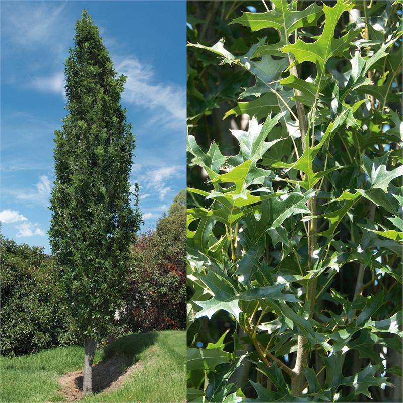 Quercus Palustris Green Pillar - View 18 from www redcrocus com