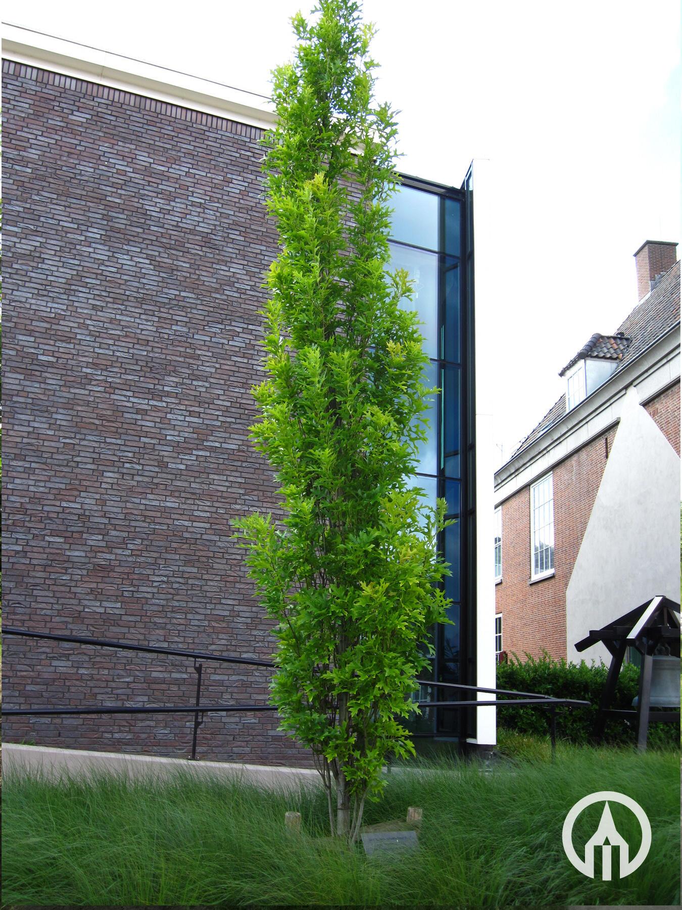 Quercus Palustris Green Pillar - View 4 from www redcrocus com