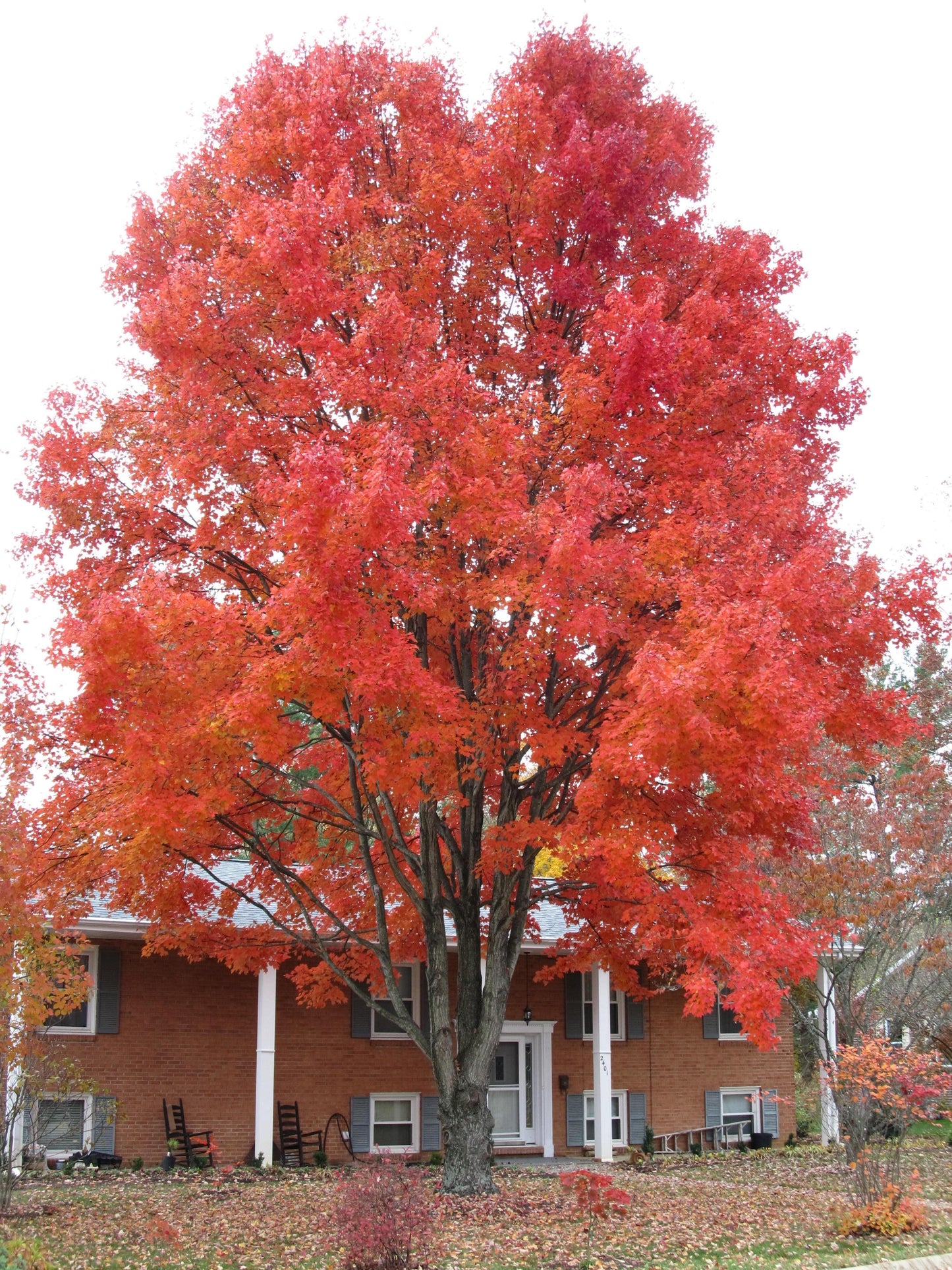 Acer Rubrum October Glory - View 16 from www redcrocus com