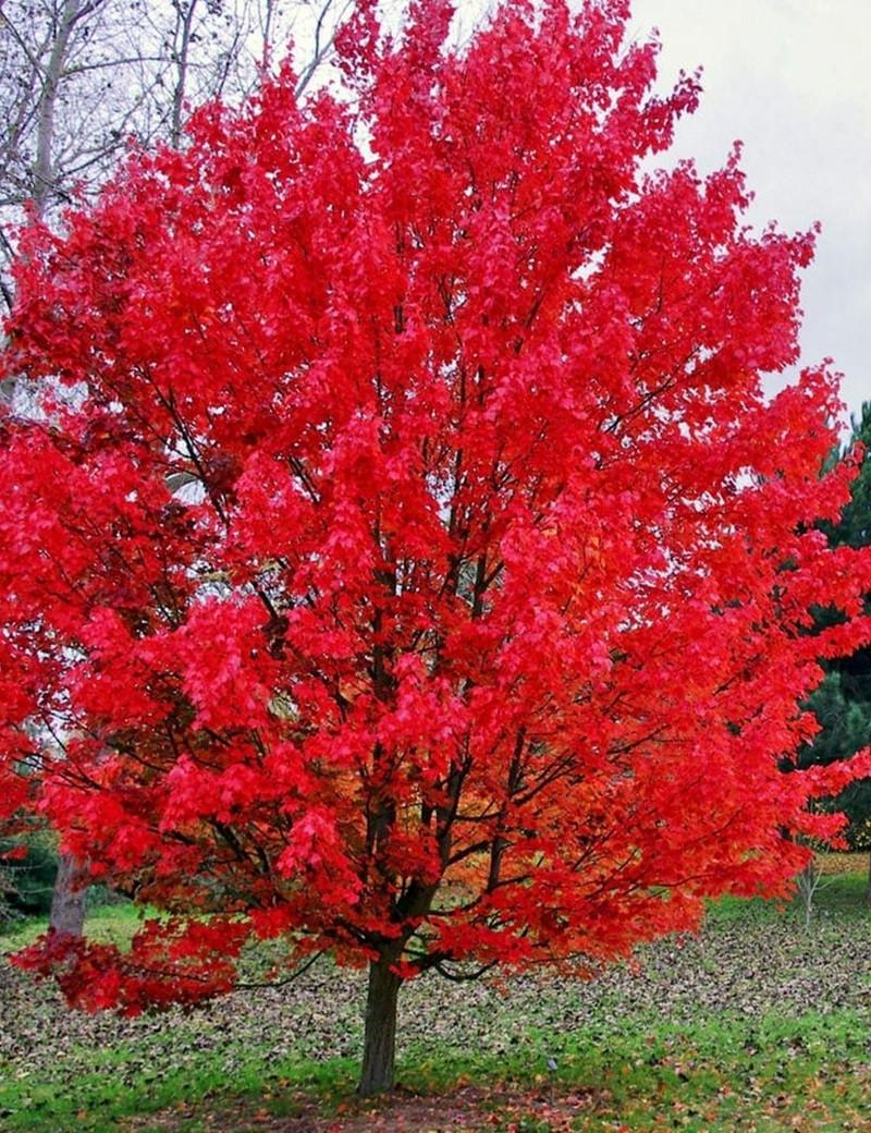 Acer Rubrum October Glory - View 17 from www redcrocus com