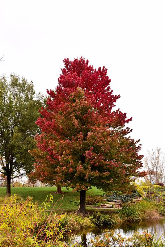 Acer Rubrum Red Sunset - View 11 from www redcrocus com