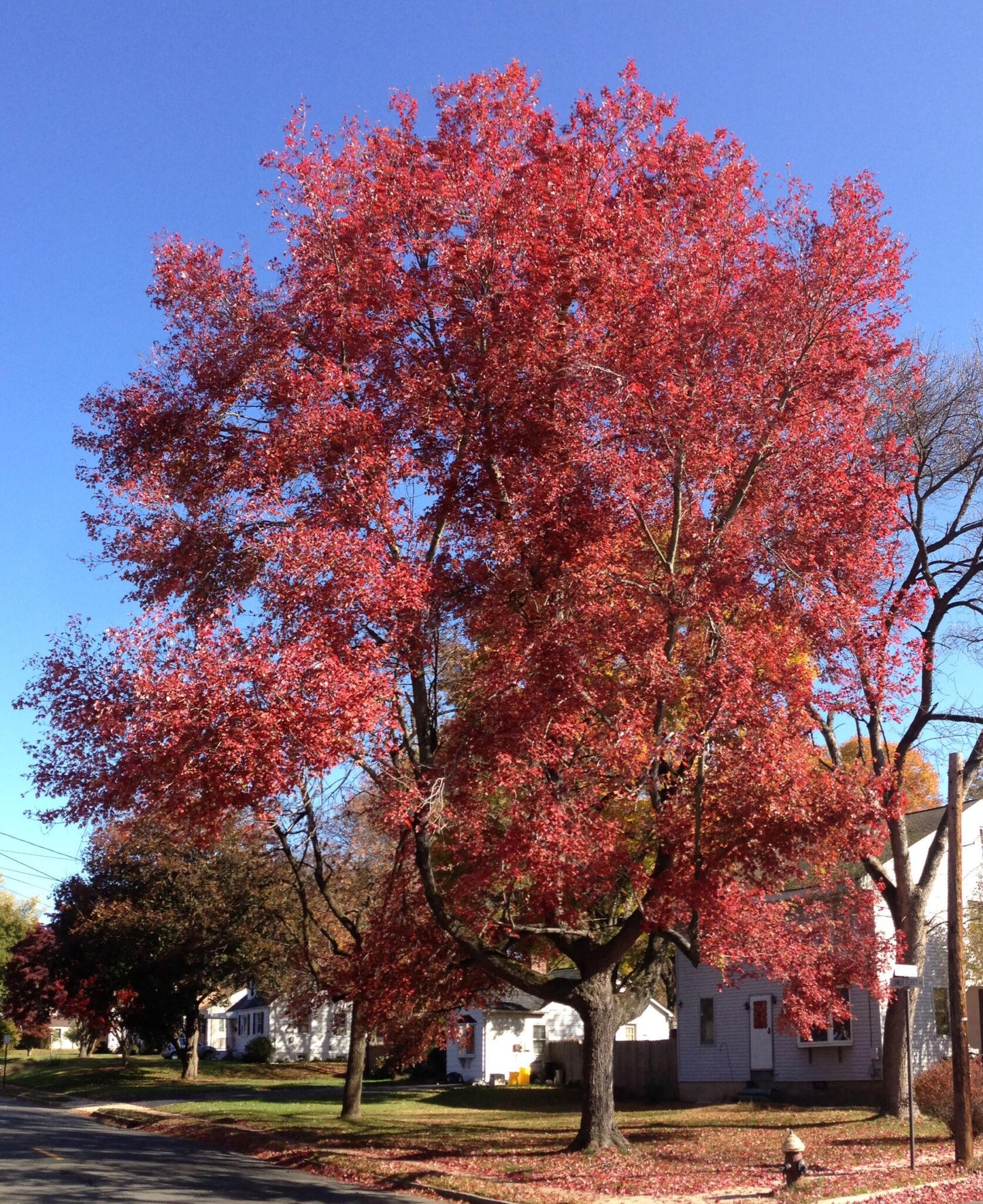 Acer Rubrum Red Sunset - View 12 from www redcrocus com