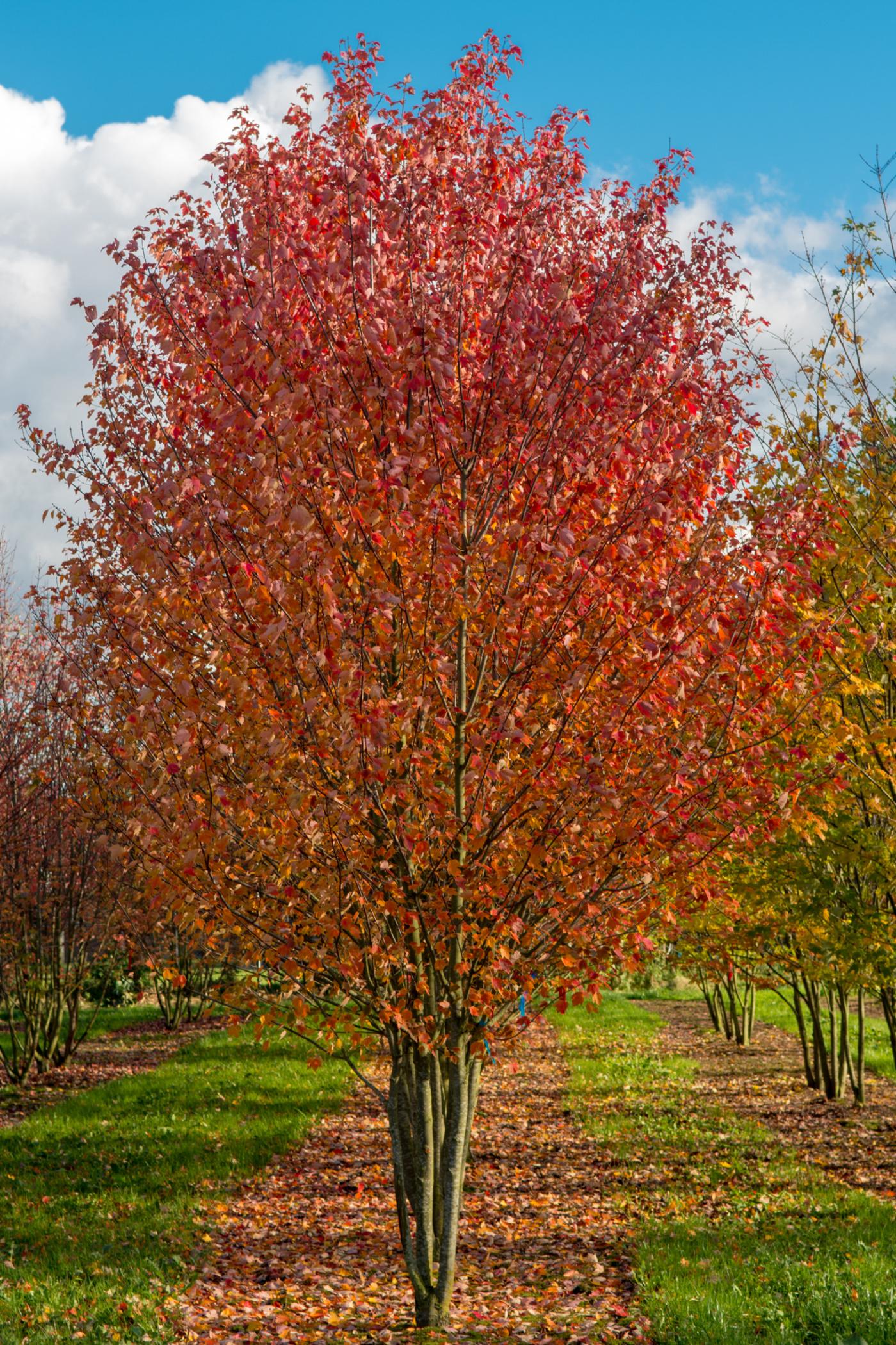 Acer Rubrum Red Sunset - View 14 from www redcrocus com