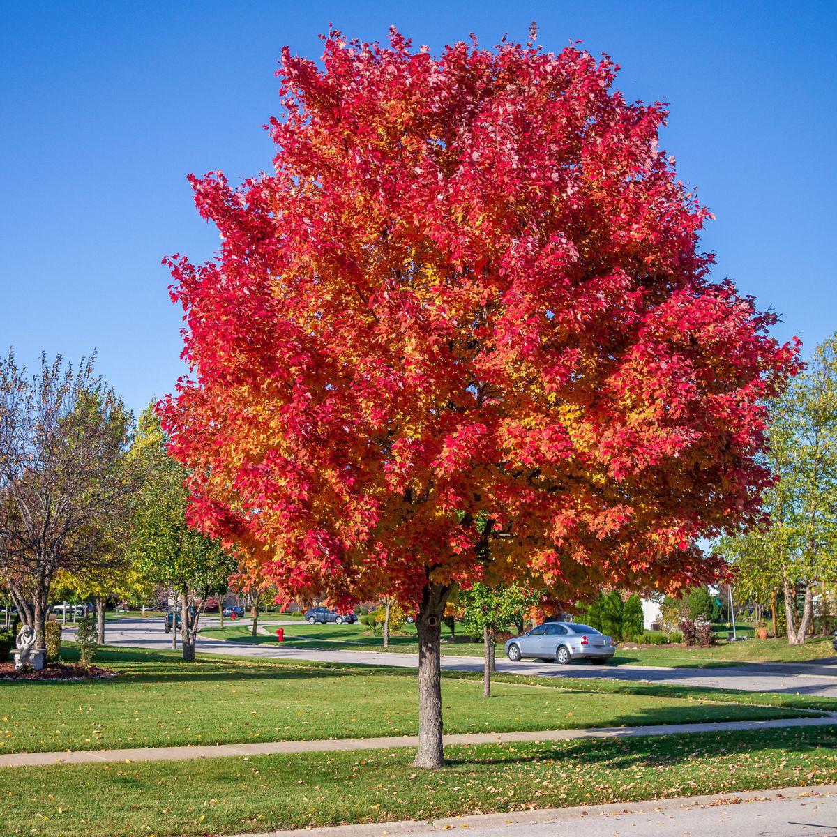 Acer Rubrum Red Sunset - View 15 from www redcrocus com