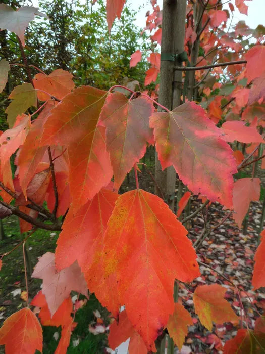 Acer Rubrum Red Sunset - View 17 from www redcrocus com