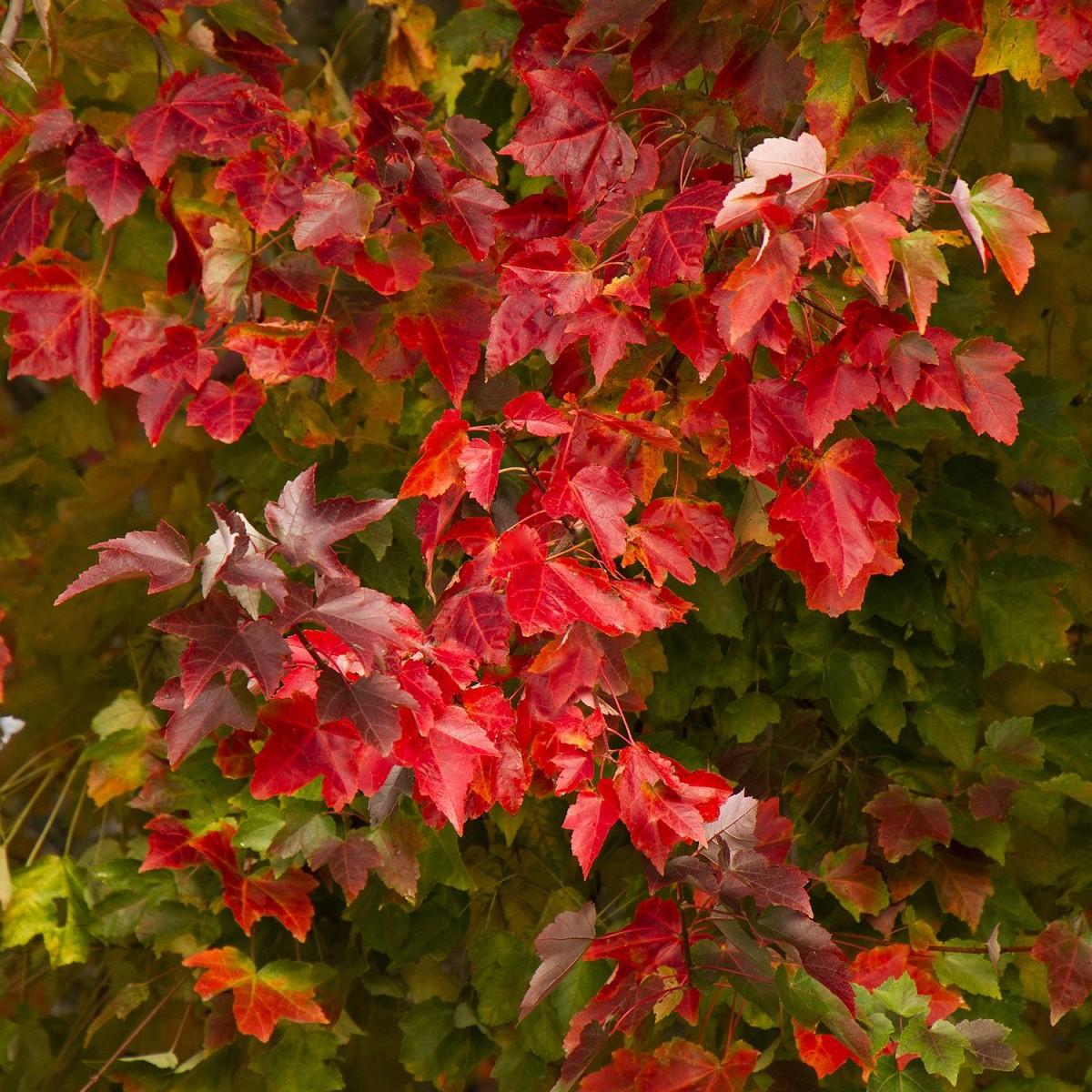 Acer Rubrum Red Sunset - View 18 from www redcrocus com