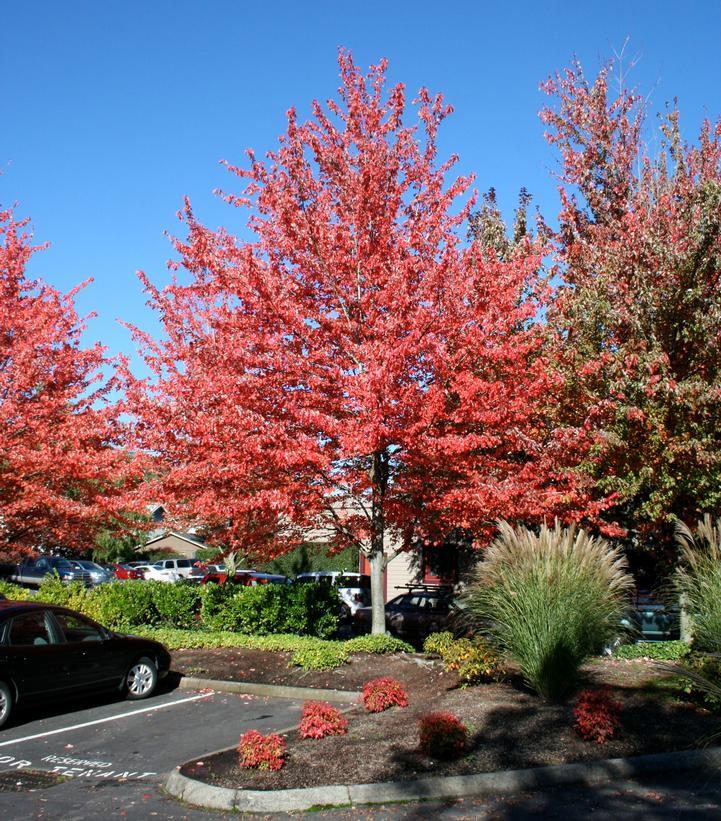 Acer Rubrum Red Sunset - View 8 from www redcrocus com