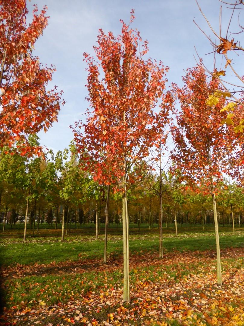 Acer Rubrum Red Sunset - View 9 from www redcrocus com