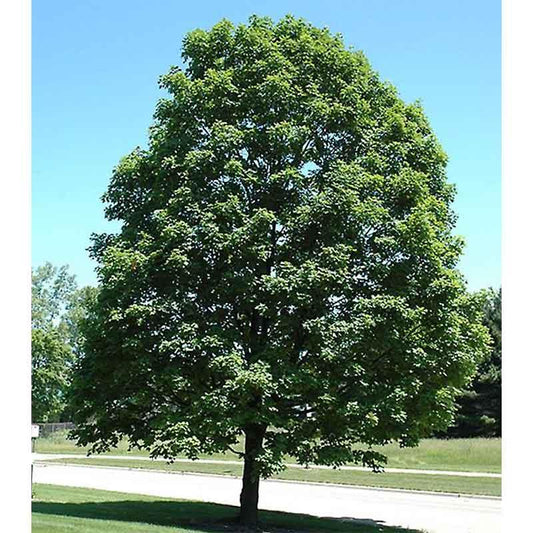 Acer Saccharum Green Mountain - View 10 from www redcrocus com