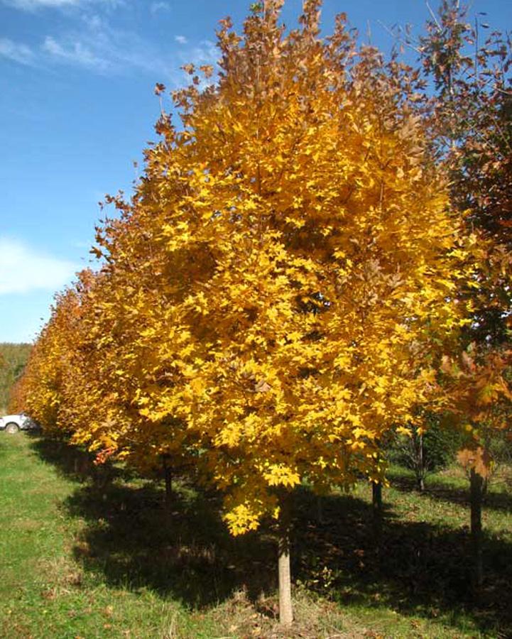 Acer Saccharum Green Mountain - View 12 from www redcrocus com