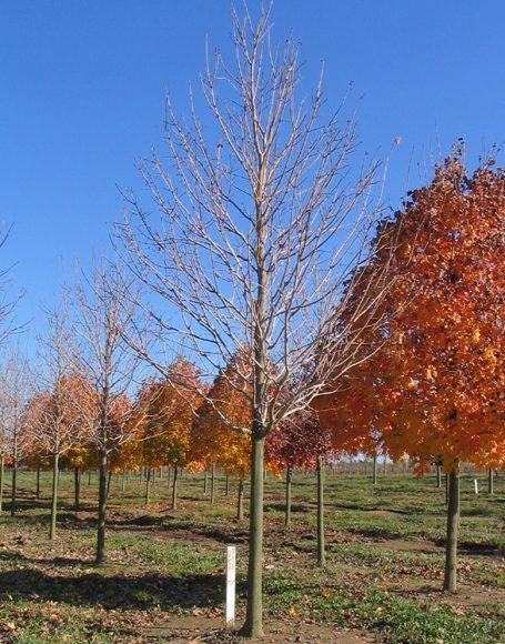 Acer Saccharum Green Mountain - View 18 from www redcrocus com
