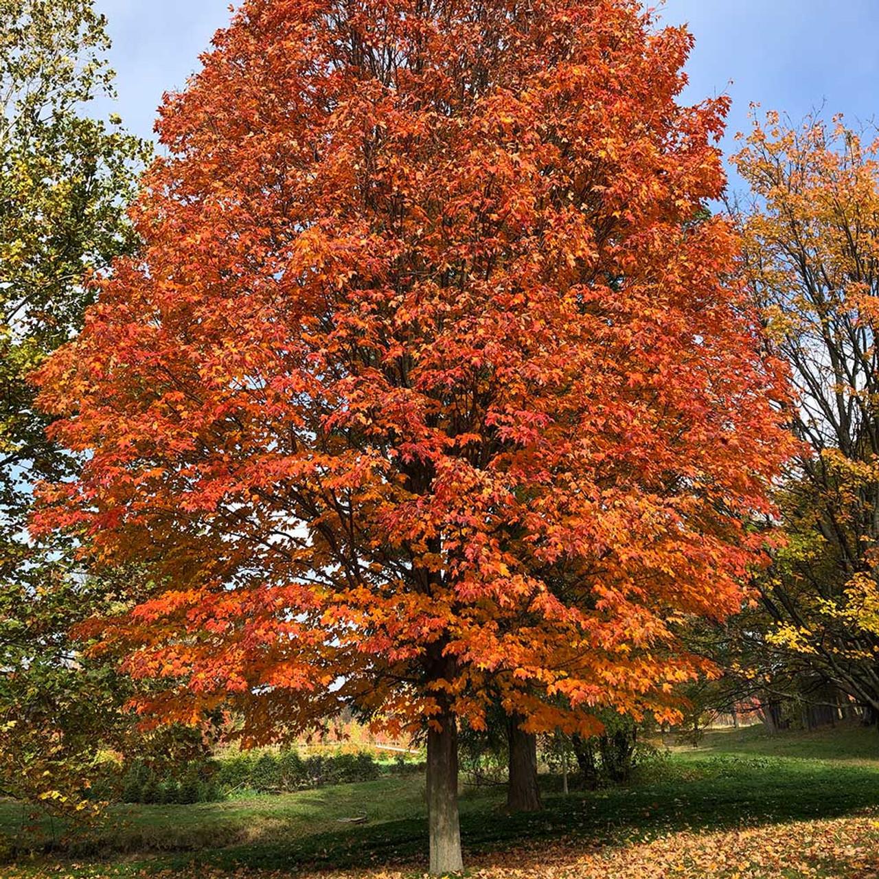Acer Saccharum Green Mountain - View 3 from www redcrocus com