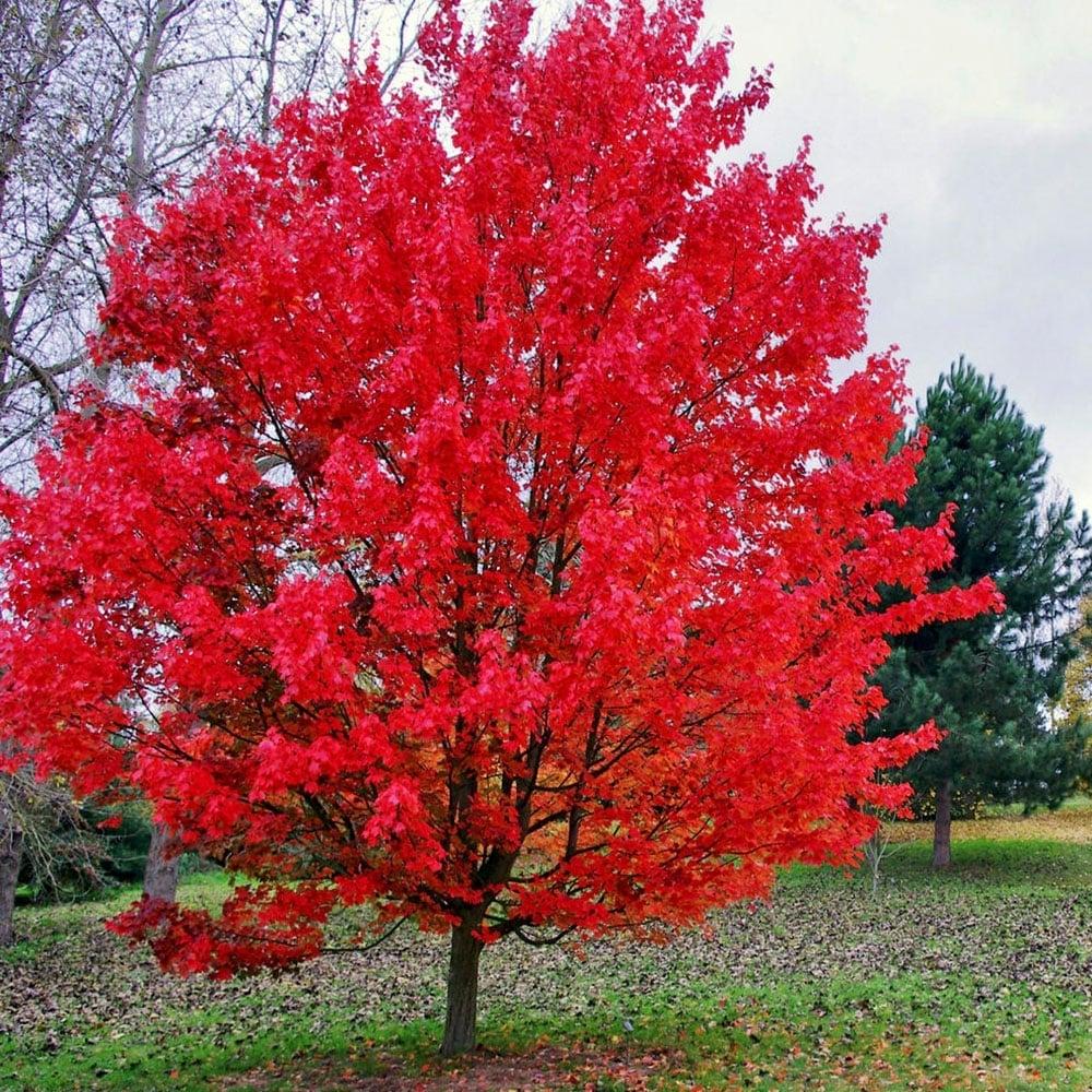 Acer Rubrum October Glory - View 13 from www redcrocus com