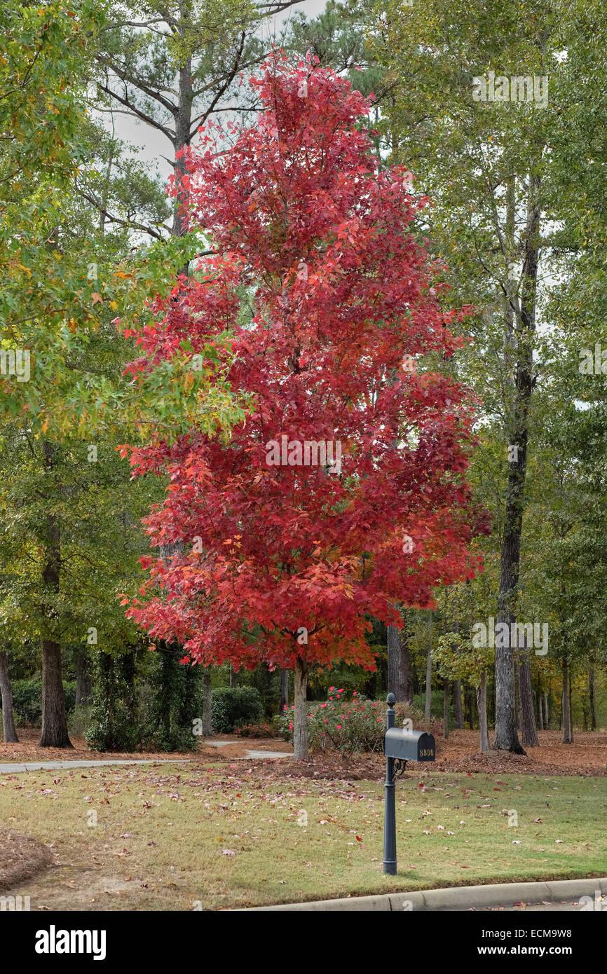 Acer Rubrum October Glory - View 15 from www redcrocus com