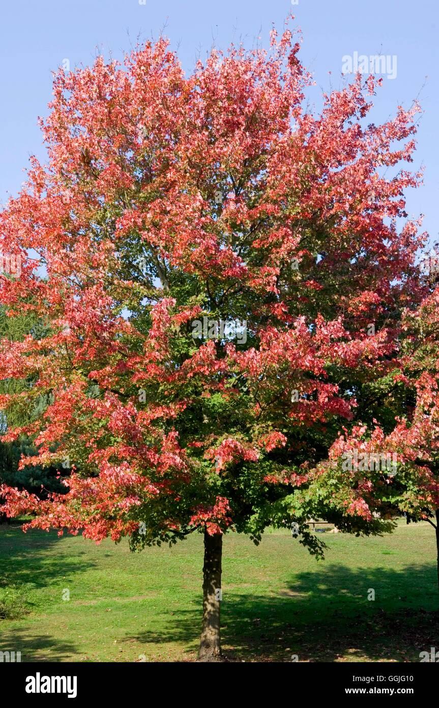 Acer Rubrum October Glory - View 16 from www redcrocus com