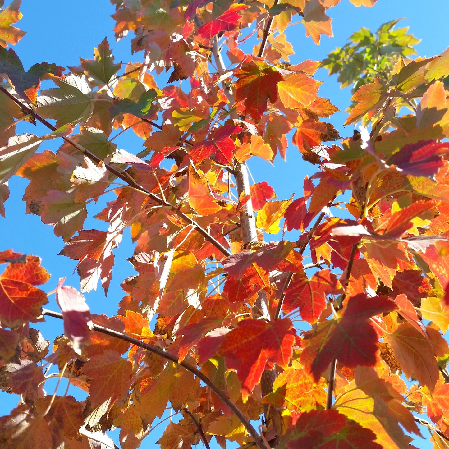 Acer Rubrum October Glory - View 6 from www redcrocus com