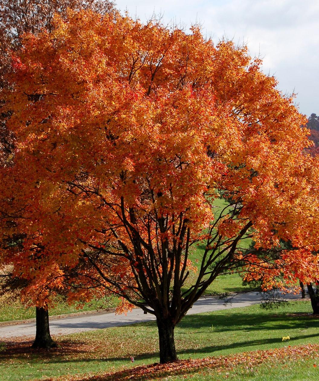 Acer Rubrum October Glory - View 8 from www redcrocus com