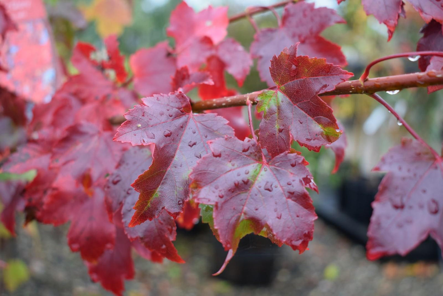 Acer Rubrum October Glory - View 9 from www redcrocus com