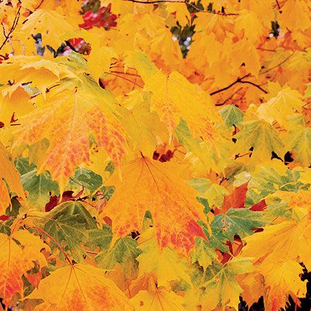 Acer Saccharum Green Mountain - View 12 from www redcrocus com