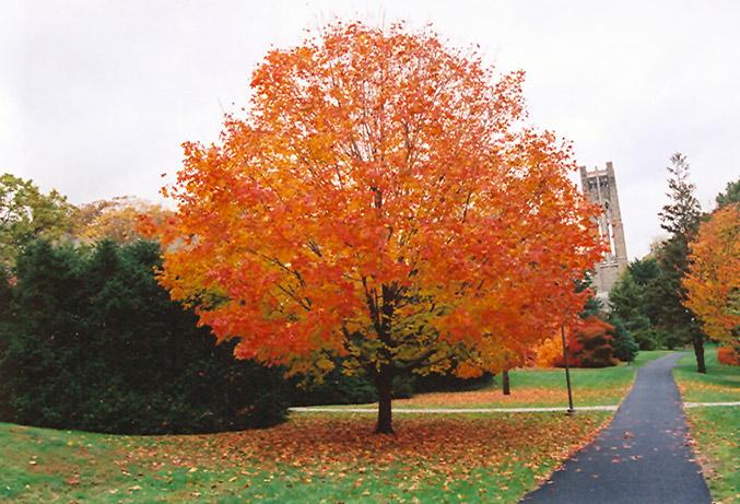 Acer Saccharum Green Mountain - View 14 from www redcrocus com
