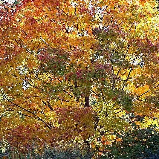 Acer Saccharum Green Mountain - View 15 from www redcrocus com