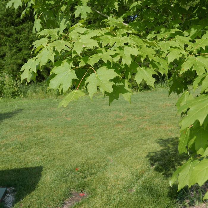Acer Saccharum Green Mountain - View 17 from www redcrocus com