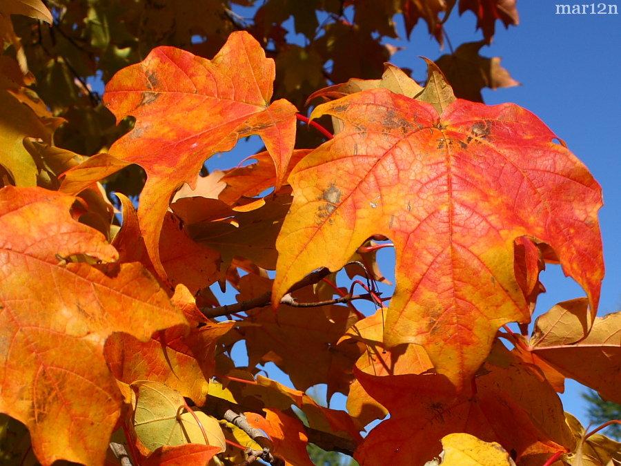 Acer Saccharum Green Mountain - View 18 from www redcrocus com