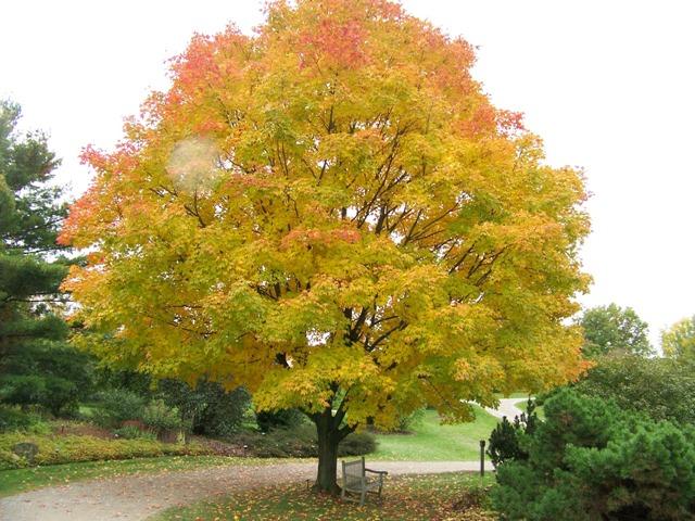 Acer Saccharum Green Mountain - View 6 from www redcrocus com