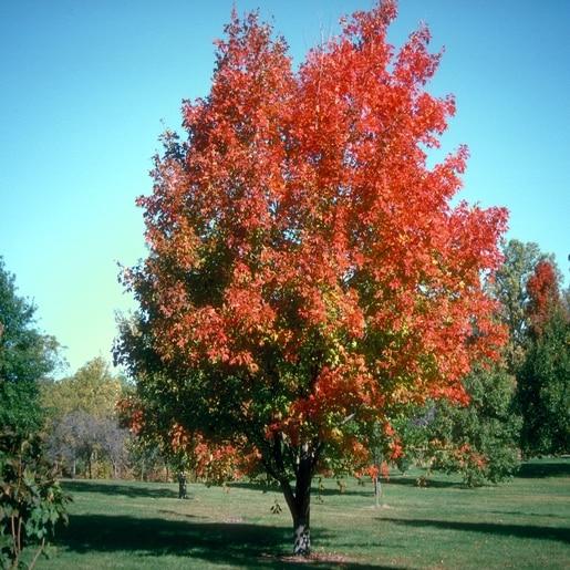 Acer Saccharum Green Mountain - View 8 from www redcrocus com