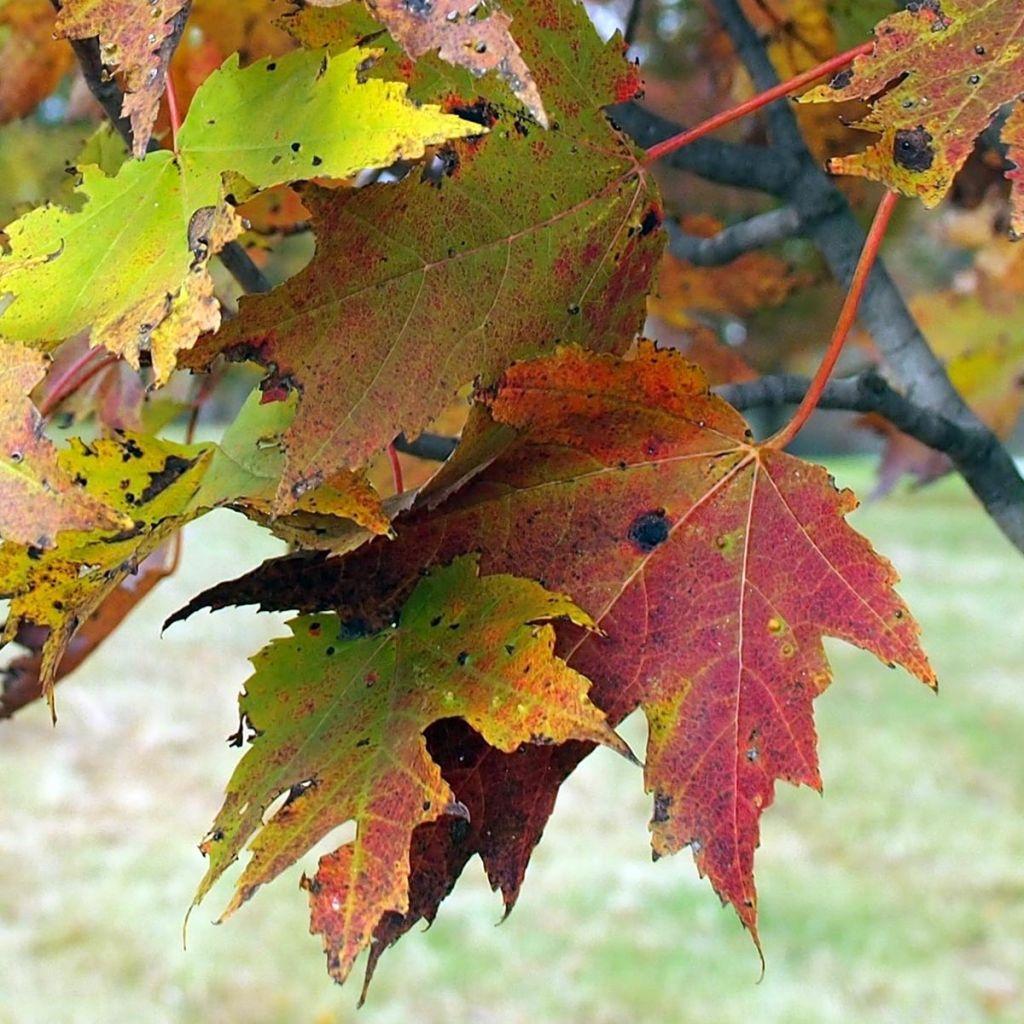Acer Rubrum Armstrong - View 20 from www redcrocus com