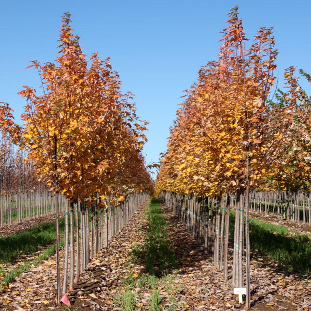 Acer Rubrum Armstrong - View 11 from www redcrocus com