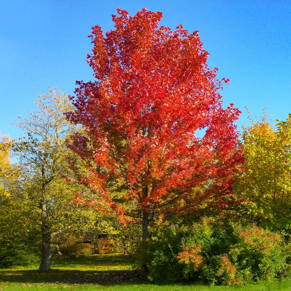 Acer Rubrum Armstrong - View 15 from www redcrocus com
