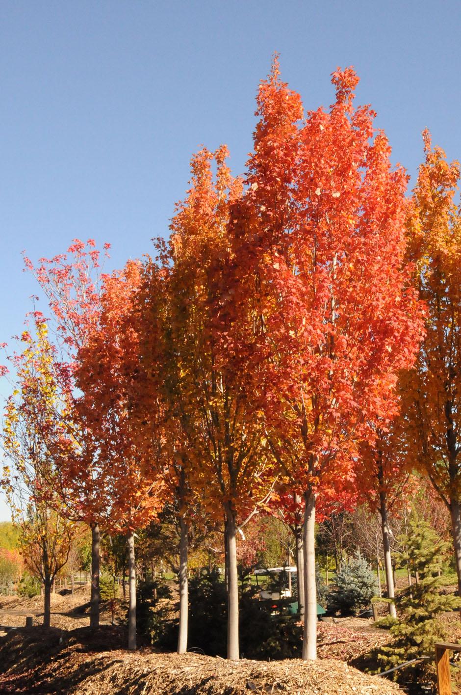 Acer Rubrum Armstrong - View 16 from www redcrocus com