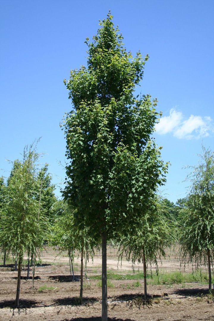 Acer Rubrum Armstrong - View 18 from www redcrocus com