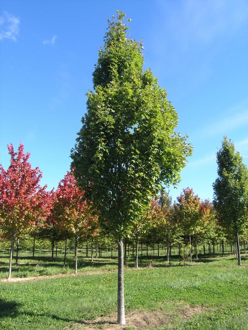 Acer Rubrum Armstrong - View 6 from www redcrocus com