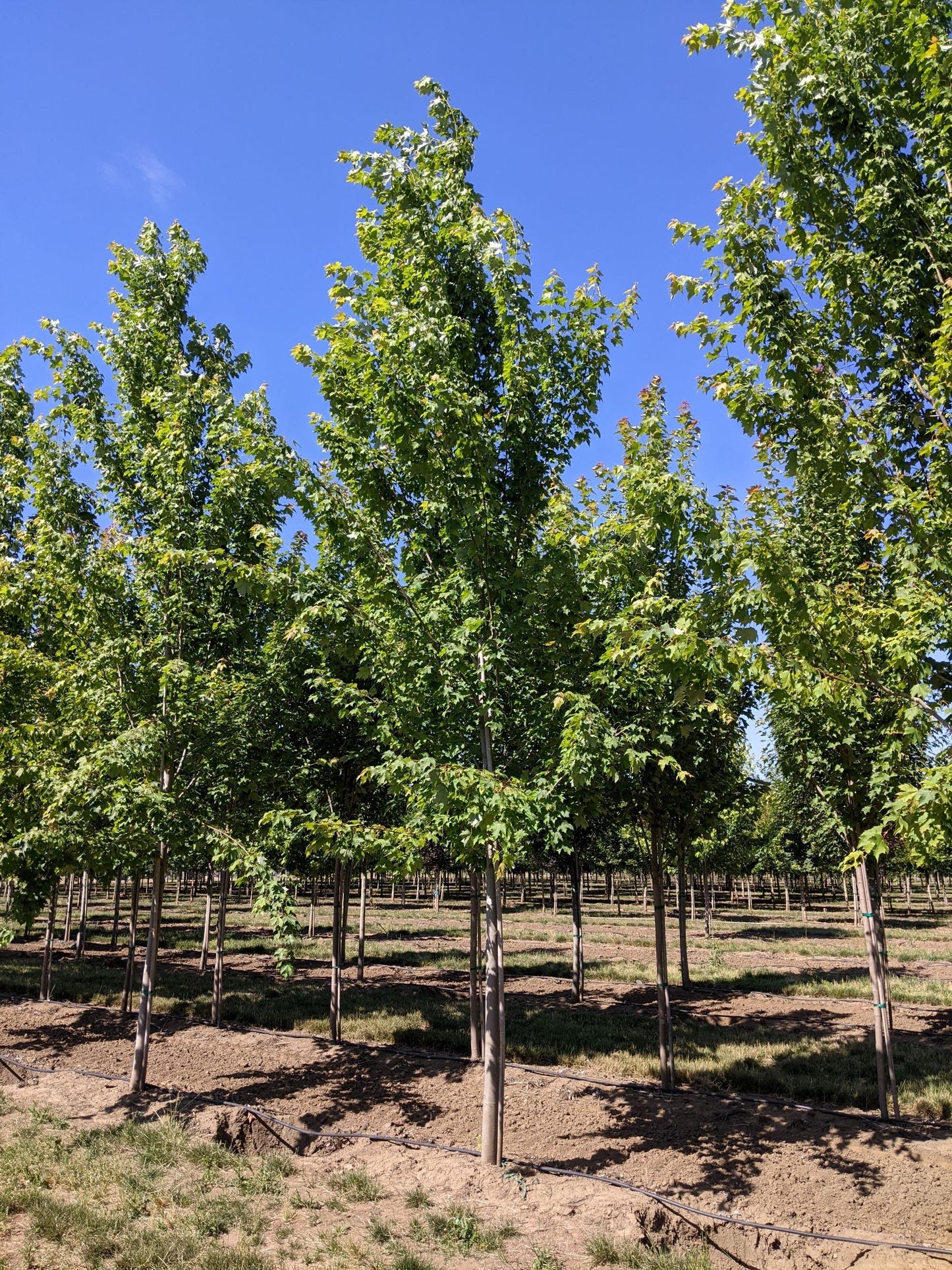 Acer Rubrum Armstrong - View 7 from www redcrocus com