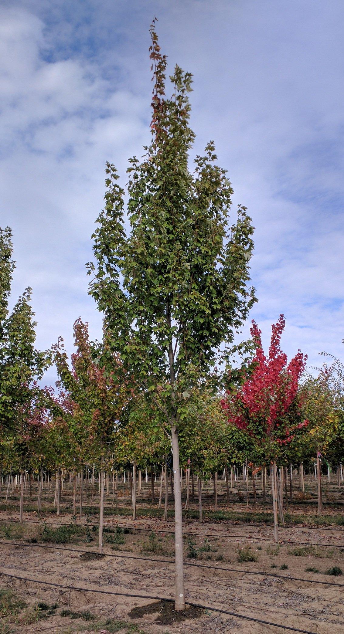Acer Rubrum Armstrong - View 9 from www redcrocus com