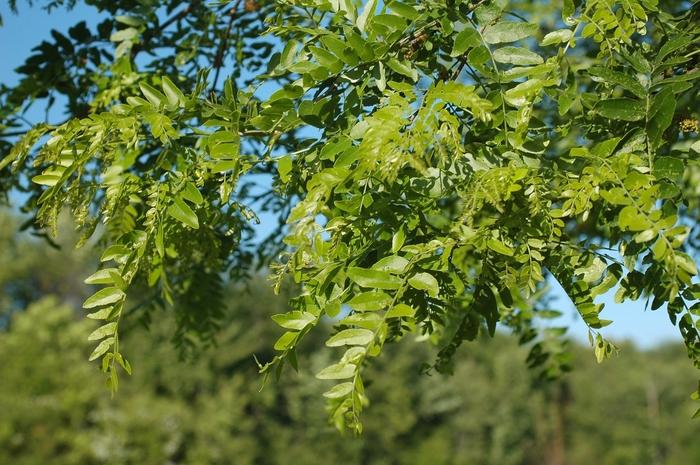 Gleditsia Triacanthos Shademaster - View 19 from www redcrocus com