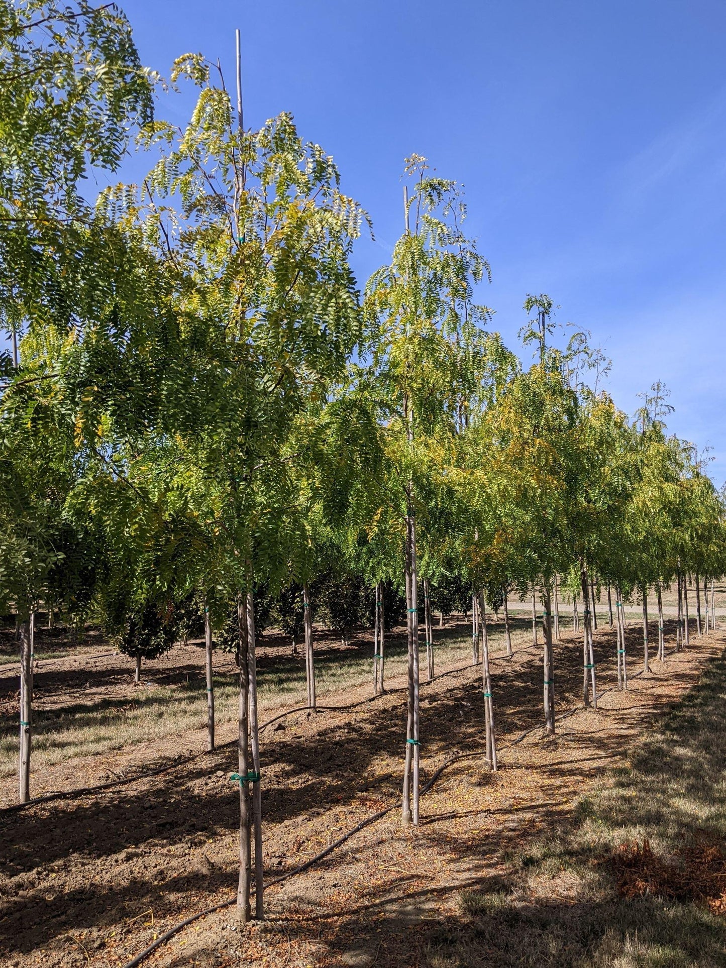 Gleditsia Triacanthos Shademaster - View 8 from www redcrocus com