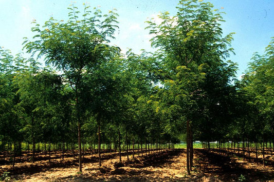 Gleditsia Triacanthos 'skyline' - View 10 from www redcrocus com
