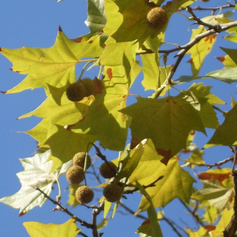 Platanus Acerifolia Bloodgood - View 10 from www redcrocus com