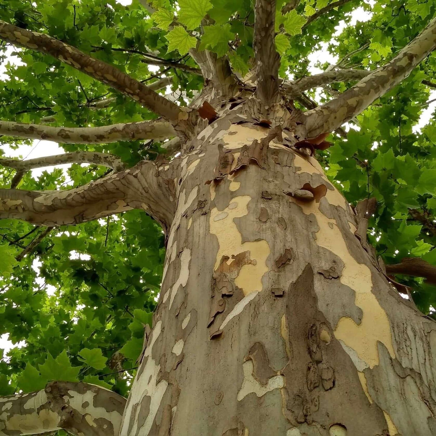 Platanus Acerifolia Bloodgood - View 13 from www redcrocus com