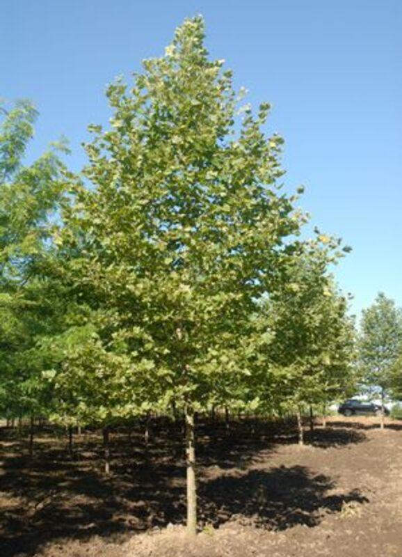 Platanus Acerifolia Bloodgood - View 15 from www redcrocus com