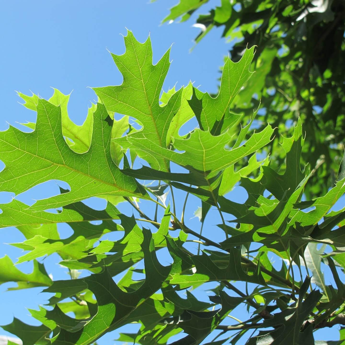 Quercus Palustris - View 14 from www redcrocus com