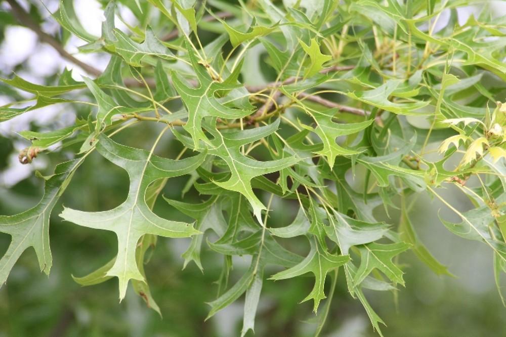 Quercus Palustris - View 18 from www redcrocus com