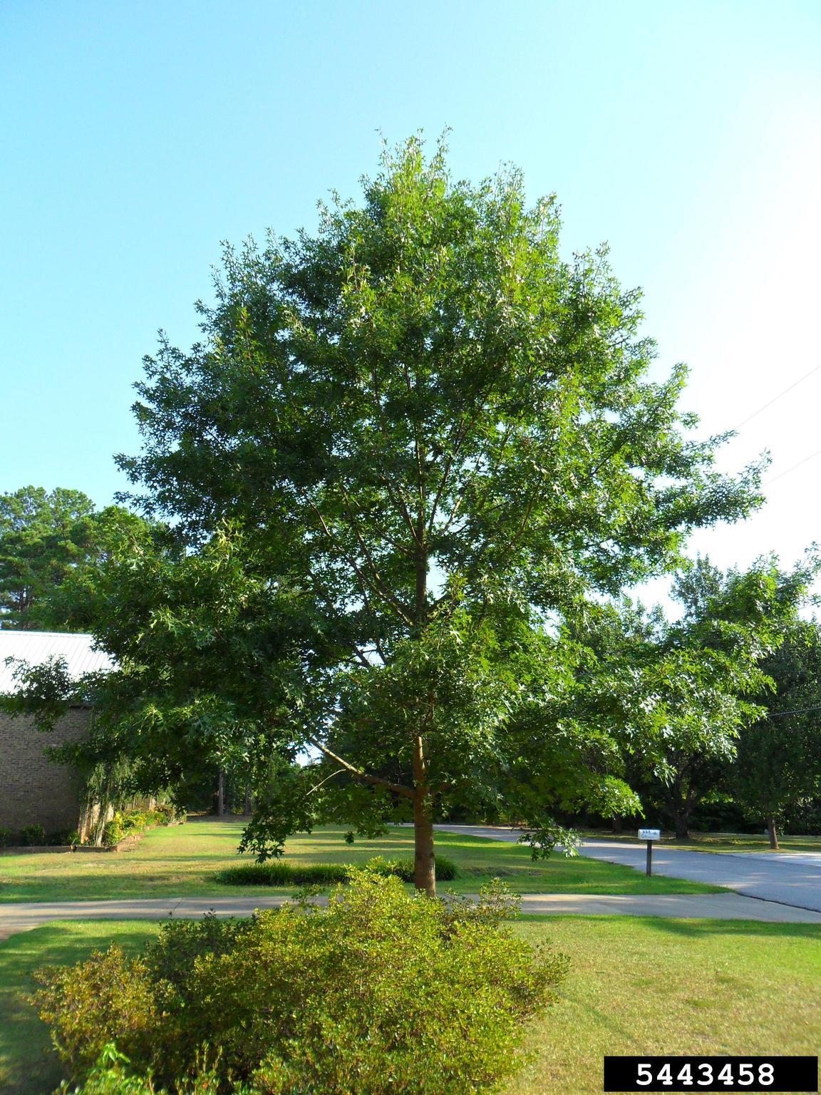 Quercus Palustris - View 20 from www redcrocus com