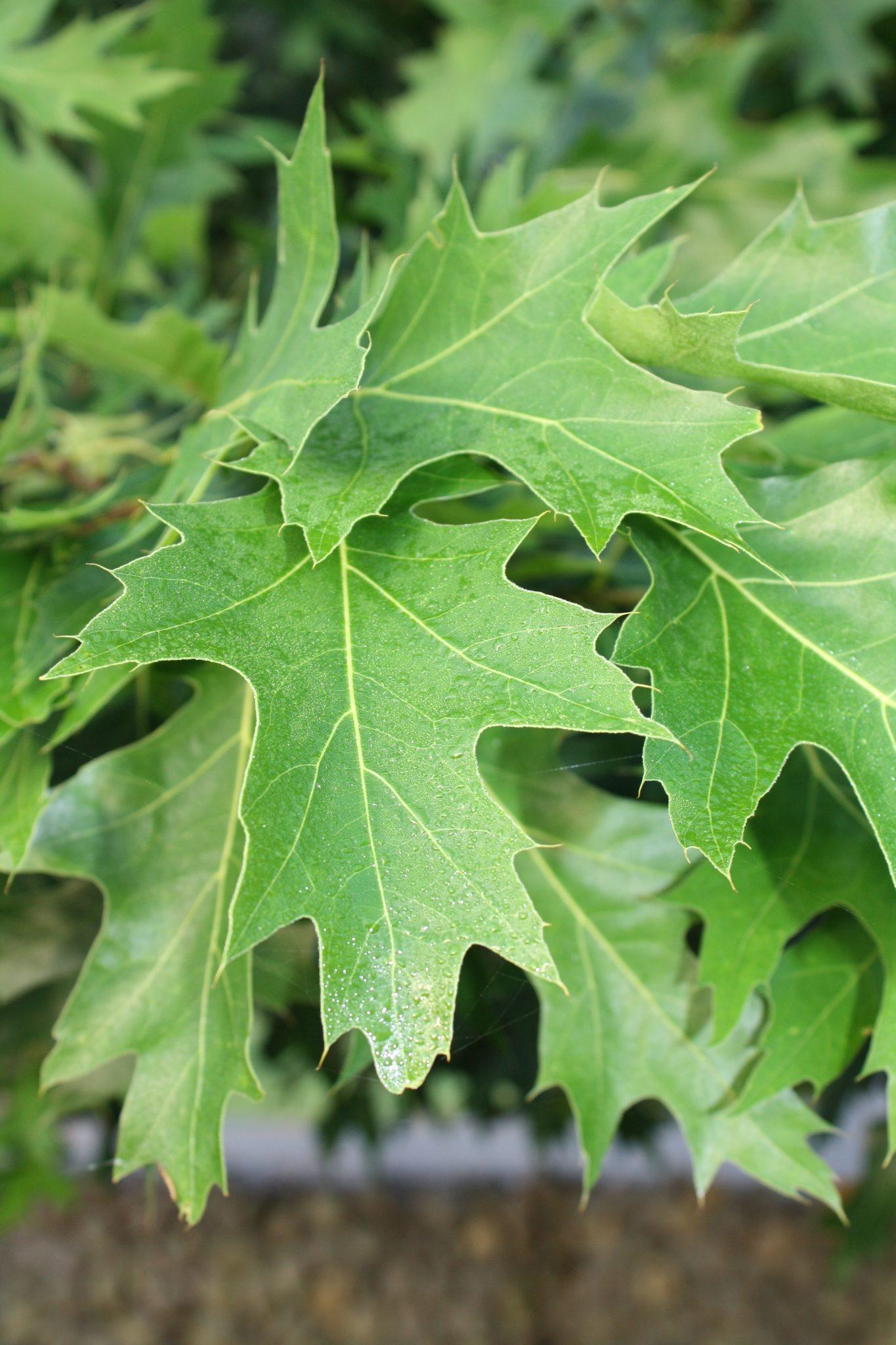 Quercus Palustris - View 5 from www redcrocus com