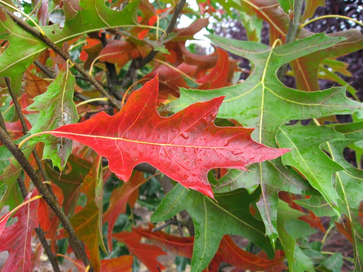 Quercus Palustris - View 14 from www redcrocus com